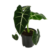 Alocasia Frydek 6" Short Potted Plant