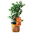 Calamondin Orange Bush 1 Gallon Pot