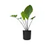 Alocasia Dark Star Potted Plant