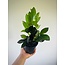 ZZ Super Nova 5" Potted Plant