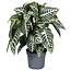 6" Zebra Potted Plant