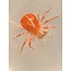 Beneficial Insects-Thrip Control Anystis baccarum Crazee Mites 50