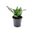 Sansevieria trifasciata Futura Robusta Snake Plant