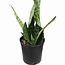 Sansevieria trifasciata Futura Robusta Snake Potted Plant