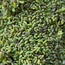 Beneficial Insects-General Predator Green Lacewing Eggs 5000 bulk