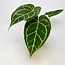 Anthurium Dark Crystallinum x Luxurians 5.5" Potted Plant