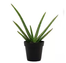 Aloe Vera 5" Potted Plant