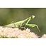 Beneficial Insects- General Predator Praying Mantis 1 Egg Case