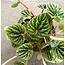 Peperomia Ripple 3.5" Potted Plant