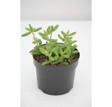 Pickle 3.5" Potted Plant