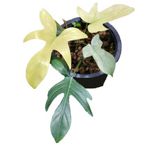 Philodendron Florida Ghost 3.5" Potted Plant