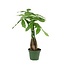 Money Tree 4.5" Potted Plant