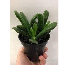 Jade Coral 3.5" Potted Plant