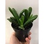 Jade Coral 3.5" Potted Plant