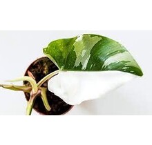 Philodendron White Princess Potted Plant
