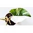 Philodendron White Princess Potted Plant