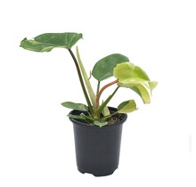 Philodendron Florida Beauty Variegated 4" Potted Plant
