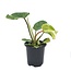 Philodendron Florida Beauty Variegated 4" Potted Plant