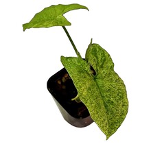 Syngonium Mojito 4" Potted Plant
