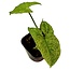 Syngonium Mojito 4" Potted Plant
