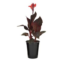 Tropicana Black Canna Lily 6" Potted Plant