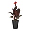Tropicana Black Canna Lily 6" Potted Plant
