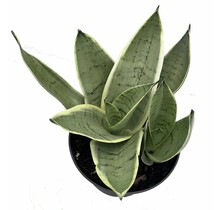 Sansevieria Night Owl 5" Potted Plant