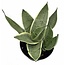 Sansevieria Night Owl 5" Potted Plant