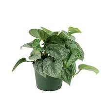 Silver Satin Pothos 6" Potted Plant