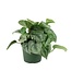 Silver Satin Pothos 6" Potted Plant