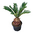 Sago Palm 6" Potted Plant