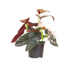 Begonia Maculata 6" Potted Plant