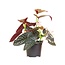 Begonia Maculata 6" Potted Plant