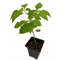 Trinidad Scorpion Butch T Pepper 5" Potted Plant