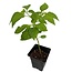 Trinidad Scorpion Butch T Pepper 5" Potted Plant