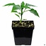 Yellow Scotch Bonnet Pepper 5" Potted Plant