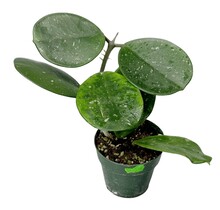 Hoya Obovata 4" Potted Plant