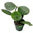 Hoya Obovata 4" Potted Plant