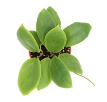 Hoya Incrassata 4" Potted Plant