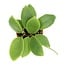 Hoya Incrassata 4" Potted Plant