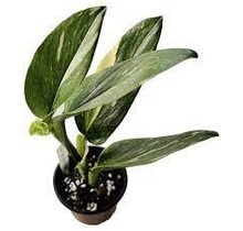 Monstera Standleyana Albo Variegata 4" Potted Plant