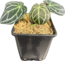 Size : 7.5" Plant