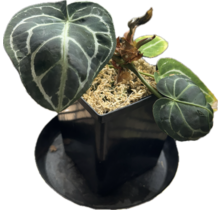 Anthurium Dark Crystallinum x Luxurians Potted Plant