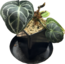 Size : 5.5"Plant