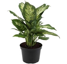 Dieffenbachia Amoena 6" Potted Plant