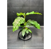 Ficus Aspera Variegated 4" Potted Plant