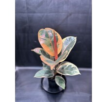 Ficus Elastica Tineke 5" Potted Rubber Plant