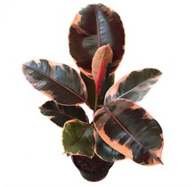 Ficus Elastic Ruby Red Rubber Potted Plant 6" Pot