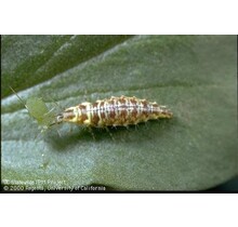 Beneficial Insects-General Predator Green Chrysoperia Lacewing Larvae