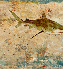 John Baran TIGER SHARK WITH MAP, 9X12 PRINT ON WOOD